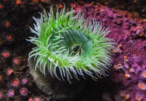 Giant Green Anemone or Anthopleura sp. in a marine aquarium photo