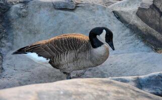 The Canada goose Branta canadensis, birds rest in the lake in Manhattan Park, New York photo
