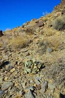 Opuntia basilaris. Rock Climb Hidden Valley Big Rocks Prickly Pear Cactus Mojave Desert Joshua Tree National Park photo