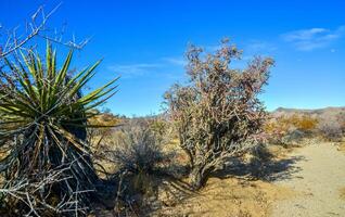 Rock desert landscape in California, yucca, cacti Cylindropuntia sp. and desert plants in the foreground photo