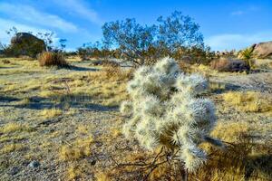 Cylindropuntia echinocarpa - Cholla Cactus Garden Sunset Mojave Desert Joshua Tree National Park photo