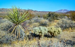 Rock desert landscape in California, yucca, cacti and desert plants in the foreground. photo