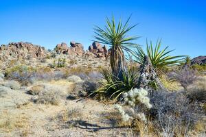 Rock desert landscape in California, yucca, cacti and desert plants in the foreground. photo