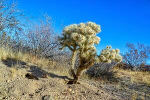 Teddy bear cholla - Cylindropuntia bigelovii, Cholla Cactus Garden at Joshua Tree National Park photo