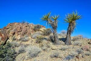rock Desierto paisaje en California, yuca, cactus y Desierto plantas en el primer plano. foto