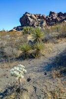 Cylindropuntia echinocarpa - Cholla Cactus Garden Sunset Mojave Desert Joshua Tree National Park photo