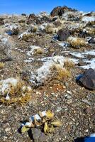 Snow in the mountains, Snow-covered mountain pass, desert plants under the snow in summer photo