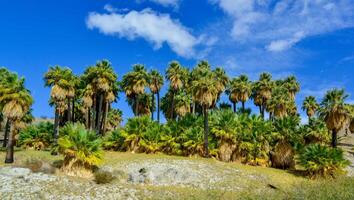 Palm trees rise in the desert at Thousand Palms Oasis near Coachella Valley Preserve. Villis palms oasis. California photo