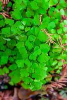Green leaves of fern growing near the water on the banks of the river, Texas, Garner State Park, USA photo
