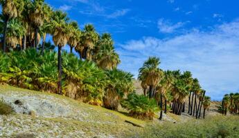 Palm trees rise in the desert at Thousand Palms Oasis near Coachella Valley Preserve. Villis palms oasis. California photo