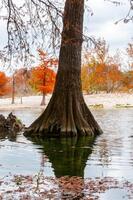 Large trunks of swamp cypress trees growing in the water on the banks of the river. Texas, Garner State Park, USA photo