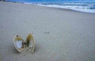 A bivalve shell on the sand, washed ashore by a storm in Island Beach State Park photo