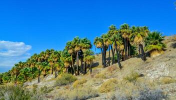 Palm trees rise in the desert at Thousand Palms Oasis near Coachella Valley Preserve. Villis palms oasis. California photo