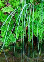 Green leaves of fern growing near the water on the banks of the river, Texas, Garner State Park, USA photo