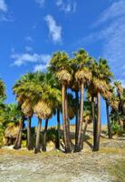 Palm trees rise in the desert at Thousand Palms Oasis near Coachella Valley Preserve. Villis palms oasis. California photo