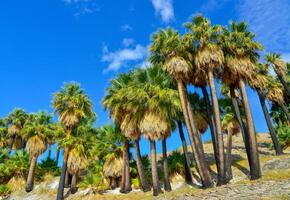 Palm trees rise in the desert at Thousand Palms Oasis near Coachella Valley Preserve. Villis palms oasis. California photo