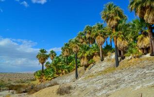 Palm trees rise in the desert at Thousand Palms Oasis near Coachella Valley Preserve. Villis palms oasis. California photo