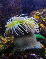 Giant Green Anemone or Anthopleura sp. in a marine aquarium photo