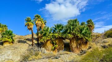 Palm trees rise in the desert at Thousand Palms Oasis near Coachella Valley Preserve. Villis palms oasis. California photo