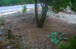 Prickly Pear Opuntia humifusa - frost-resistant type of cactus, creeping along the ground photo