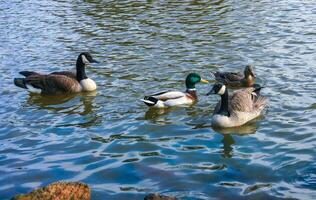 Canadian geese Branta canadensis on the lake. Wild geese swim in the Pete Sensi Park, NJ, USA photo