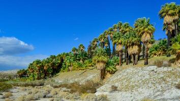 Palm trees rise in the desert at Thousand Palms Oasis near Coachella Valley Preserve. Villis palms oasis. California photo