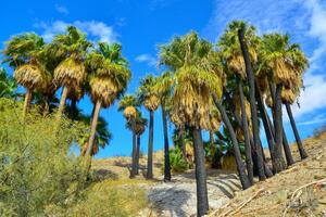 Palm trees rise in the desert at Thousand Palms Oasis near Coachella Valley Preserve. Villis palms oasis. California photo