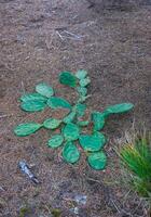 Prickly Pear Opuntia humifusa - frost-resistant type of cactus, creeping along the ground photo