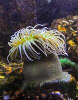 Giant Green Anemone or Anthopleura sp. in a marine aquarium photo
