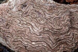 The texture of the bark of an old tree growing near the river. Texas, Garner State Park, USA photo