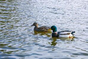 The mallard or wild duck Anas platyrhynchos, wild duck in a lake in suburban New Jersey, USA photo
