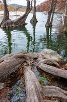 Large roots of bog cypress growing in the water on the banks of the river, Texas, Garner State Park, USA photo