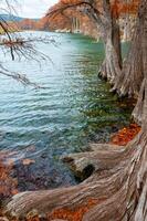 Large trunks of swamp cypress trees growing in the water on the banks of the river. Texas, Garner State Park, USA photo