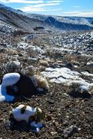 Snow in the mountains, Snow-covered mountain pass, desert plants under the snow in summer photo