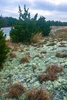 Lichens and Salt-tolerant and drought-tolerant vegetation sprinkled with sand on sand dunes along the Atlantic coast in Island Beach State Park, NJ photo