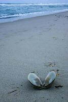 A bivalve shell on the sand, washed ashore by a storm in Island Beach State Park photo