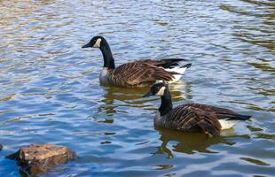 Canadian geese Branta canadensis on the lake. Wild geese swim in the Pete Sensi Park, NJ, USA photo