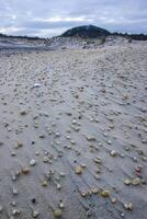 Small pebbles on the sand after a strong wind on the ocean shore in New Jersey, USA photo