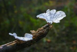 Wood saprophytic fungi on old rotting branches in a forest in the suburbs of New Jersey in the fall, USA photo