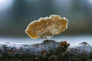 Wood saprophytic fungi on old rotting branches in a forest in the suburbs of New Jersey in the fall, USA photo