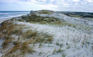 Salt-tolerant and drought-tolerant vegetation sprinkled with sand on sand dunes along the Atlantic coast in Island Beach State Park photo