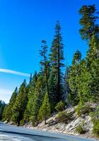 Giant pine tree against the sky in a forest of giant sequoias in Sequoia National Park, California photo