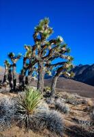 Joshua tree, palm tree yucca Yucca brevifolia, thickets of yucca and other drought-resistant plants on the slopes of the Sierra Nevada mountains, California, USA photo