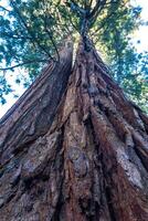 Giant Sequoia trees Sequoiadendron giganteum in Sequoia National Park, California, USA photo