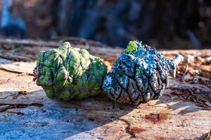 Cones Giant Sequoia trees Sequoiadendron giganteum in Sequoia National Park, California, USA photo