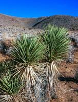 Joshua árbol, palma árbol yuca yuca brevifolia, matorrales de yuca y otro resistente a la sequía plantas en el pendientes de el sierra Nevada montañas, California, Estados Unidos foto