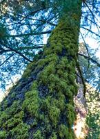 Lichens on a tree trunk Giant Sequoia trees Sequoiadendron giganteum in Sequoia National Park, California, USA photo