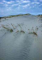 Salt-tolerant and drought-tolerant vegetation sprinkled with sand on sand dunes along the Atlantic coast in Island Beach State Park photo