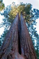 Giant Sequoia trees Sequoiadendron giganteum in Sequoia National Park, California, USA photo