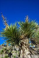 Joshua tree, palm tree yucca Yucca brevifolia, thickets of yucca and other drought-resistant plants on the slopes of the Sierra Nevada mountains, California, USA photo